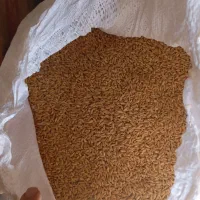 گندم رقم باران مناسب بذر|عمدهفروشی|کبودرآهنگ, |دیوار