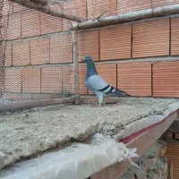 کبوتر گم شده