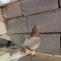 دونه ای ۲۵۰ هزار