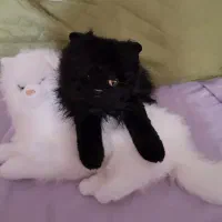 عروسک برند