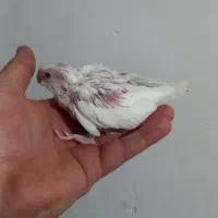 جوجه البینیو ولوتینیو زعفرانی|پرنده|شاهرود, |دیوار