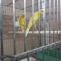 سلام تعداد قناری یکسرجیورما با یک جفت قناری موزیک