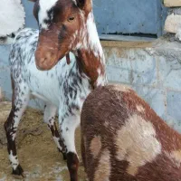 بز بزغاله صلاله