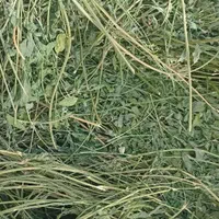 یونجه خشک شده|لوازم جانبی حیوانات|مشهد, یاس|دیوار