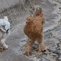 فروش مرغ و خروس نیمچه برهما