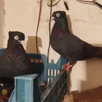 زاغ ابادانی|پرنده|نورآباد ممسنی, |دیوار