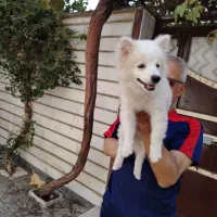 سگ.