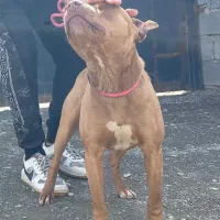 سگ پیتبول تریر|سگ|مشهد, چهارچشمه|دیوار