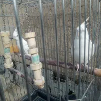 عروس هلندی جفت|پرنده|شهریار, شهریار|دیوار