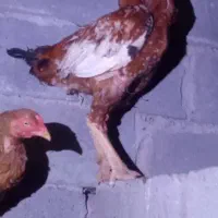 فروش خروس مخصوص بازی رودان