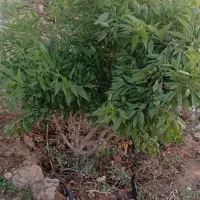 باغچه نقلی ویلایی ۳۷۰متر|فروش خانه و ویلا|شبستر, |دیوار