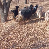 8عدد بز بزرگ