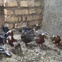 سرور دورگ سینه ای طوقی کله ای ابلغ موشی پلاکی
