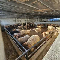 فروش گوسفند و بره (نمایشگاه دام مازندران)