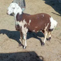 بره  قوچی