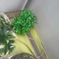 اکواریوم شرکتی مرتب وتمیز|ماهی|تربتحیدریه, منظر|دیوار