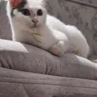 گربه ی خونگی ملوس|گربه|گنبد کاووس, |دیوار