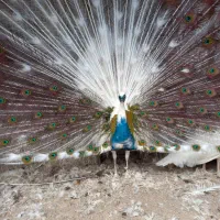 فروش طاووس جوجه وبالغ