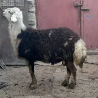 قوچ