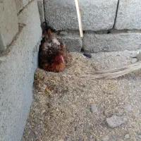 ماده مرغ|حیوانات مزرعه|بمپور, |دیوار