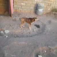واگذاری یک عدد حیوان خانگی