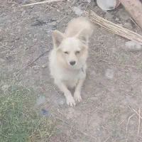 سگ ماده پاکوتاه یک ساله