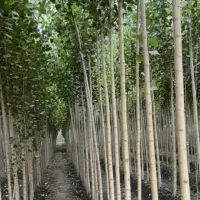 فروش نهال بادام دیرگل و گردو در نهالستان