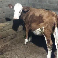 گوساله سیمینتال