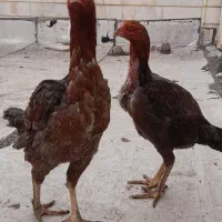 خروس و مرغ لاری|حیوانات مزرعه|اردبیل, |دیوار