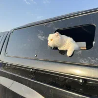 کلوت اتومات تیپ ۲مدل ۱۴۰۲ اسفند|خودرو سواری و وانت|کرج, عظیمیه|دیوار