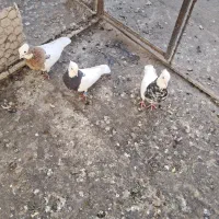 طوقی هفت رنگ نر سرخ زرد کرمونی افغانی ودم سفید