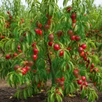 نهال زردآلو شاهرودی پرفروش و بارده سنگین|خدمات باغبانی و درختکاری|ساوه, |دیوار