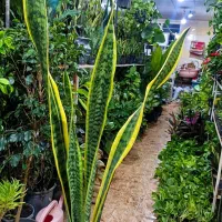 سانسوریا شمشیری فقط ۹۵ ت