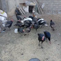 ،بوقلمون محلی|حیوانات مزرعه|بکتاش, |دیوار