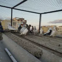 11تا کفتر 10تا ماده یه نر