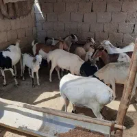 تعدادی بزکهره بره قوچ نری قیمت مناسب|حیوانات مزرعه|قشم, |دیوار
