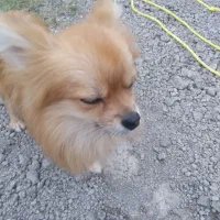 سگ اشپیتیز پامرین|سگ|رشت, لاکان|دیوار