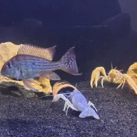 آکواریوم و ماهی|ماهی|کرج, مهرویلا جنوبی|دیوار