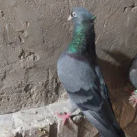 سبز آبادانی