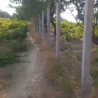 فروش یک قطعه باغ انگور و میوه جات|فروش خانه و ویلا|اشترینان, |دیوار