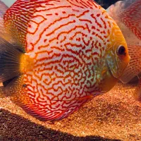 دیسکس وارداتی مولد|ماهی|کرج, گوهردشت|دیوار