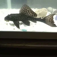 لجنخوار کت اسپرت|ماهی|مشکین‌دشت, |دیوار