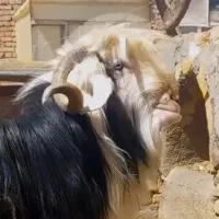 نر بز روزگاری بختیاری برای نسل کشی ودوبر|حیوانات مزرعه|اراک, |دیوار