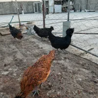 مرغ همایی