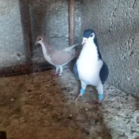 12تا کفتر پرشی مناسب|پرنده|میان ولایت, |دیوار