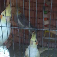 طوطی عروس فروشی