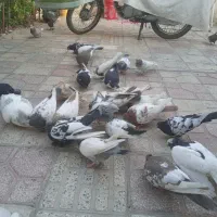 ۴۰تانروماده روهم۶میلیون