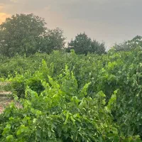 زمین انگور میوه تاکستان سند سهم آب و قطره ای