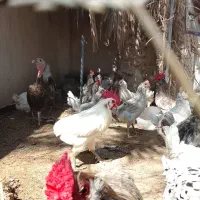 گلین ترکی در اهرم|حیوانات مزرعه|اهرم, |دیوار