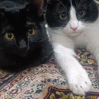 واگذاری گربه